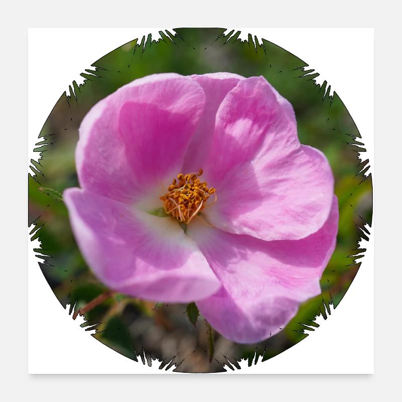 Die Hagebutte wird auch Hundsrose genannt Poster 60x60 cm