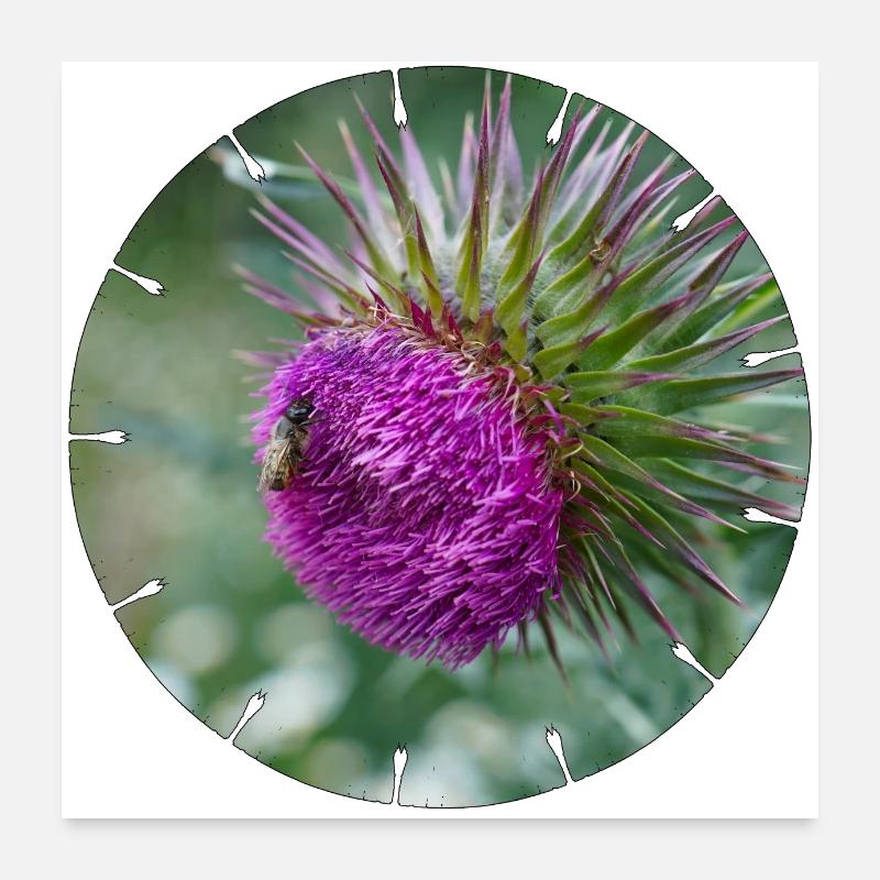 La fleur de chardon est souvent décriée comme une mauvaise herbe Poster 60 x 60 cm