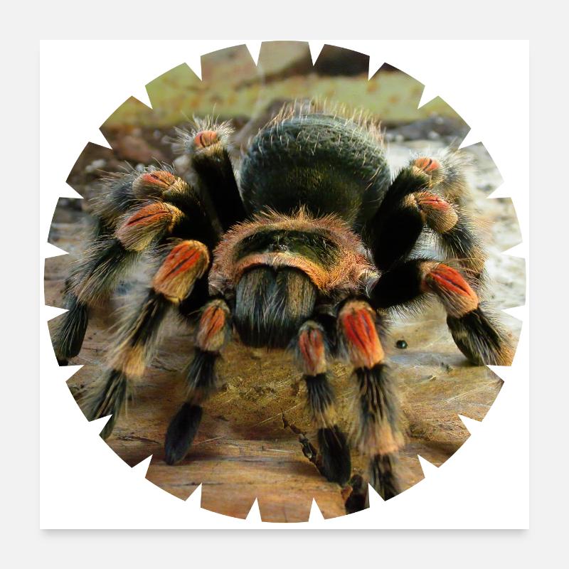 La tarentule à genoux rouges comme animal de compagnie Poster 60 x 60 cm