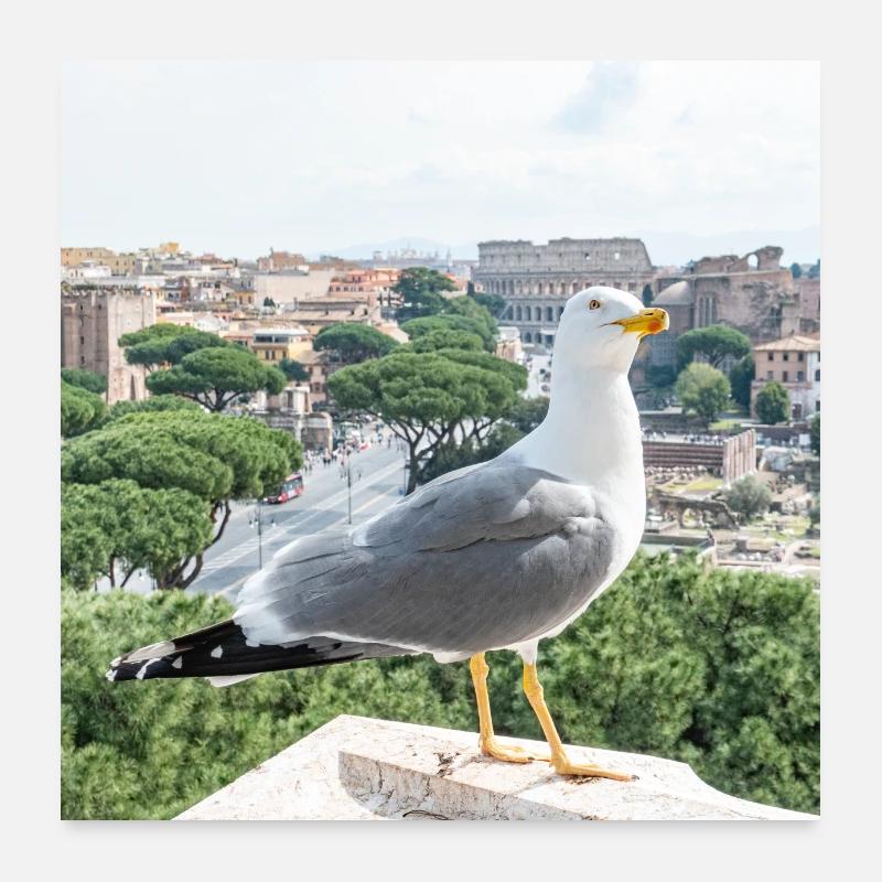 Mouette, en arrière-plan le Colisée, Rome, Italie - Poster 60 x 60 cm - blanc