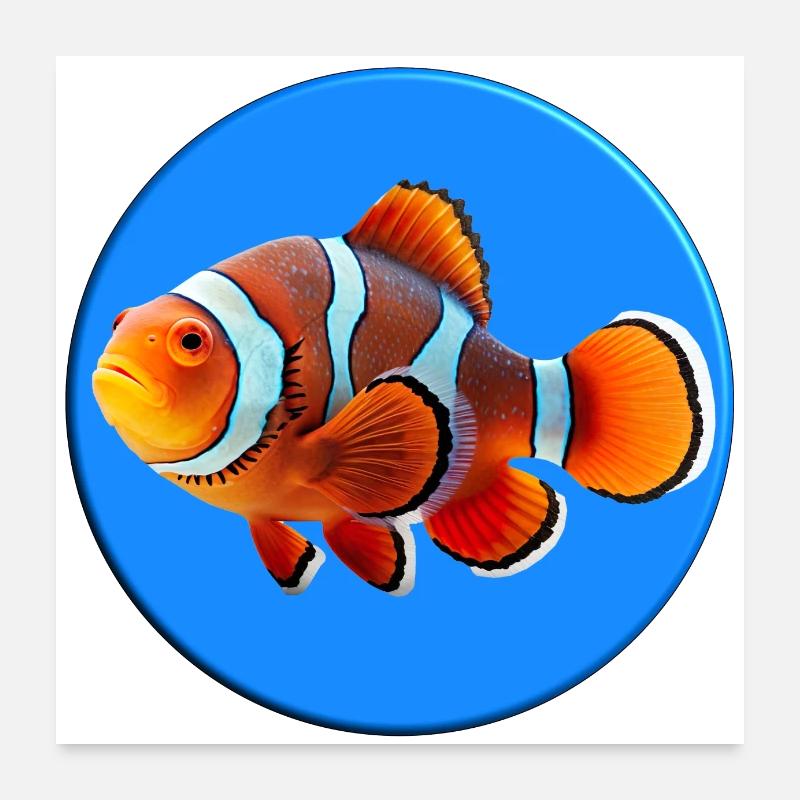 Clownfische leben in Symbiose mit Seeanemonen Poster 60x60 cm