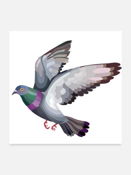 pigeon vole - Poster 60 x 60 cm - blanc - Devant