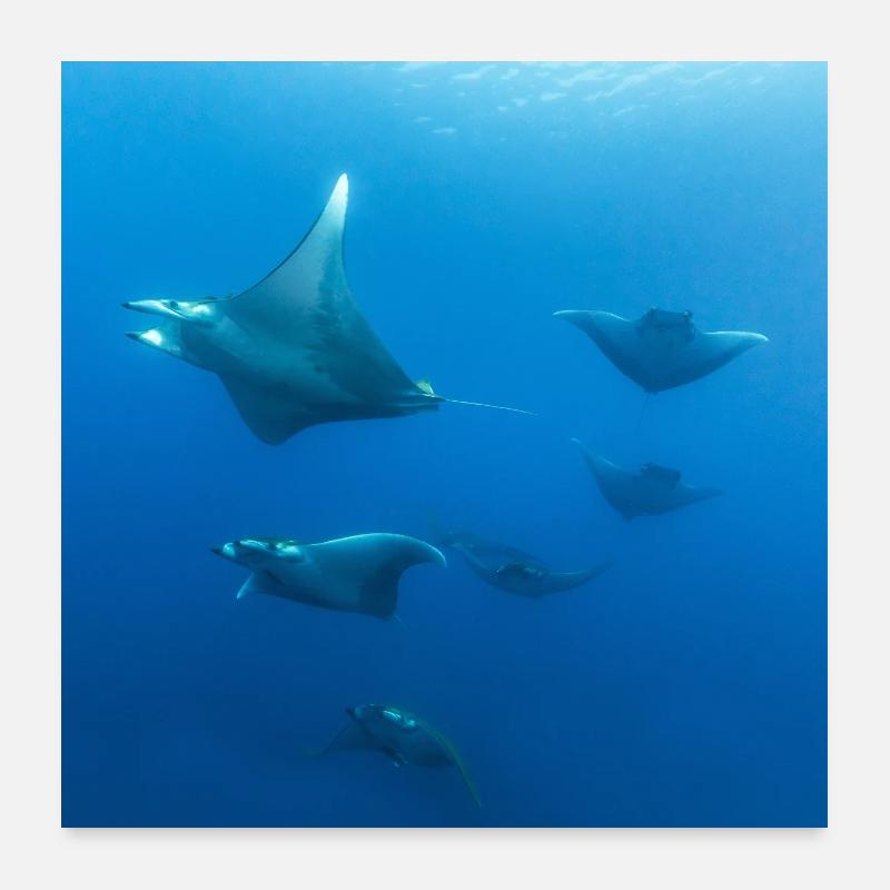 Mantas auf den Azoren Poster 60x60 cm