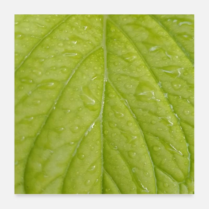 Feuille verte Poster 60 x 60 cm