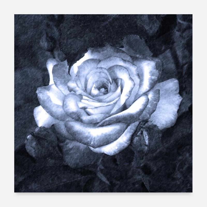 Rose im Mondschein - Poster 60x60 cm - Weiß