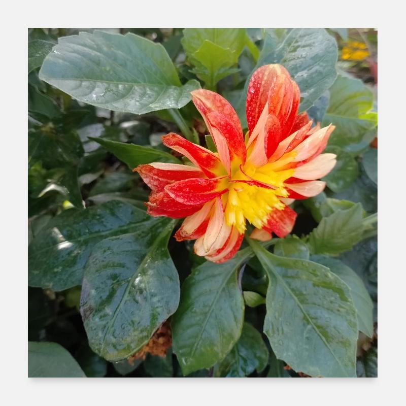 Georgine / Dahlia à grand pennage Poster 60 x 60 cm