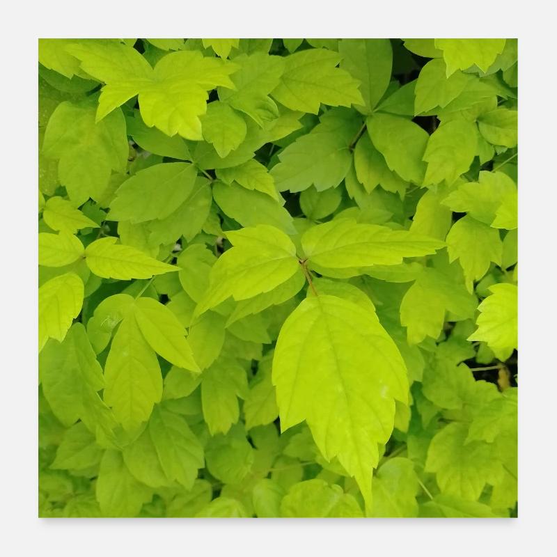 Ash maple / Acer negundo Poster 24" x 24" (60x60 cm)