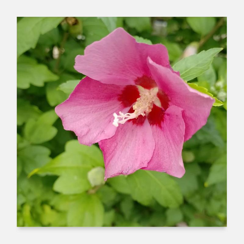 Rosa Hibiscus (Straucheibisch ) Poster 60x60 cm