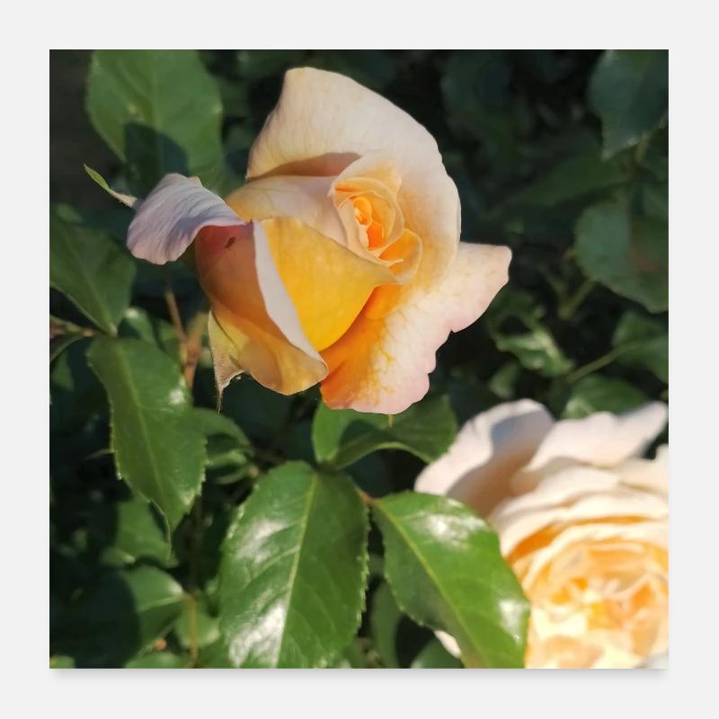 Bouton de rose délicat Poster 60 x 60 cm