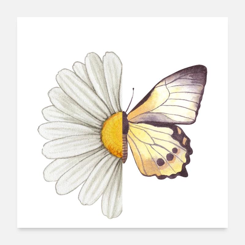 Papillon marguerite Poster 60 x 60 cm