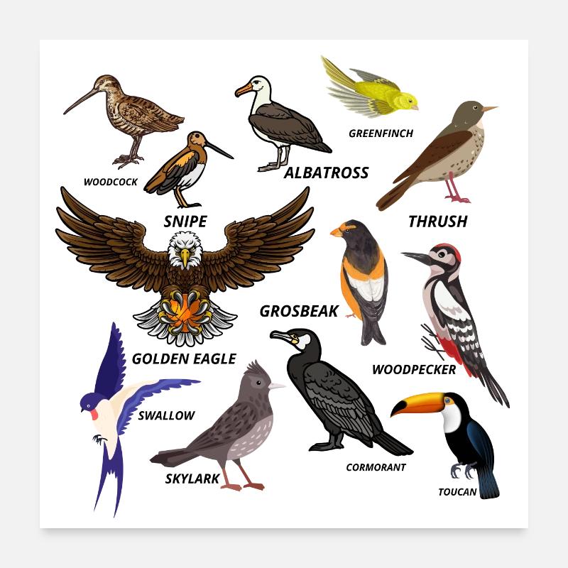 Vogel-Set Poster 60x60 cm