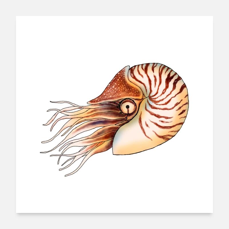 NAUTILE Poster 60 x 60 cm