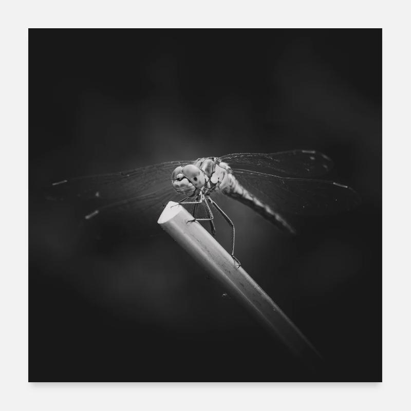 Libellule insecte gros plan affiche Poster 60 x 60 cm