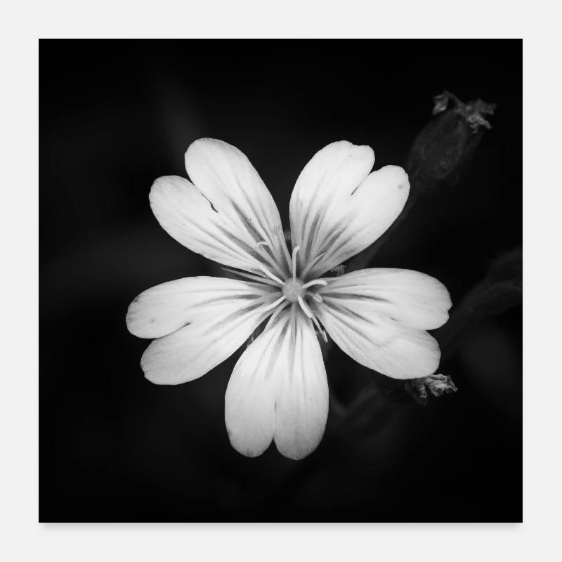 Weiße Blume Ackerhornkraut, Acker-Hornkraut Poster Poster 60x60 cm