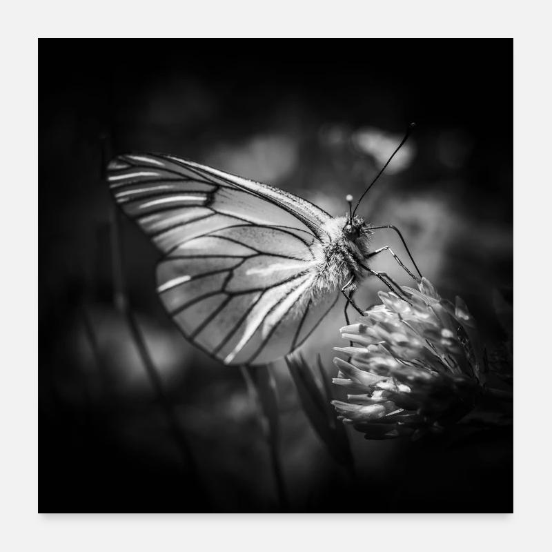Papillon gros plan affiche noir et blanc Poster 60 x 60 cm