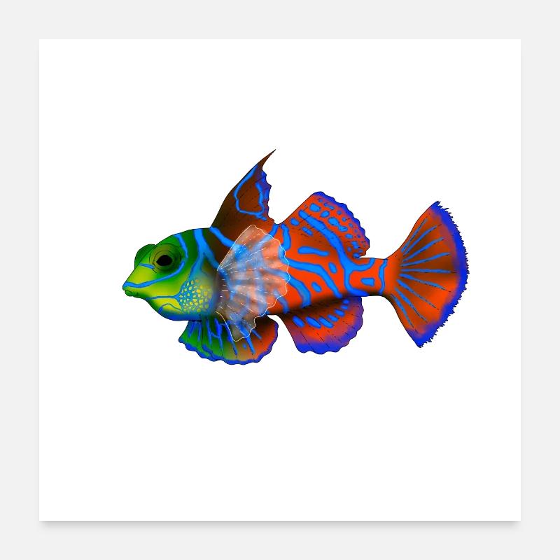 Poisson mandarin Poster 60 x 60 cm