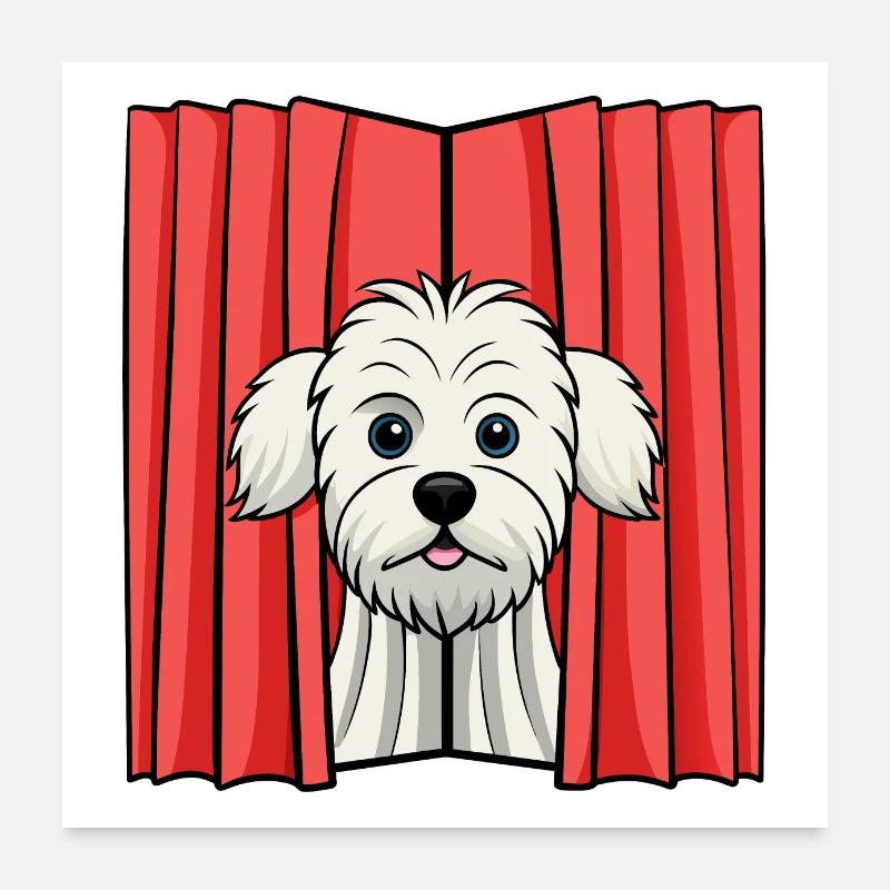 Shy Maltese Peeking from Curtain Poster 24" x 24" (60x60 cm)