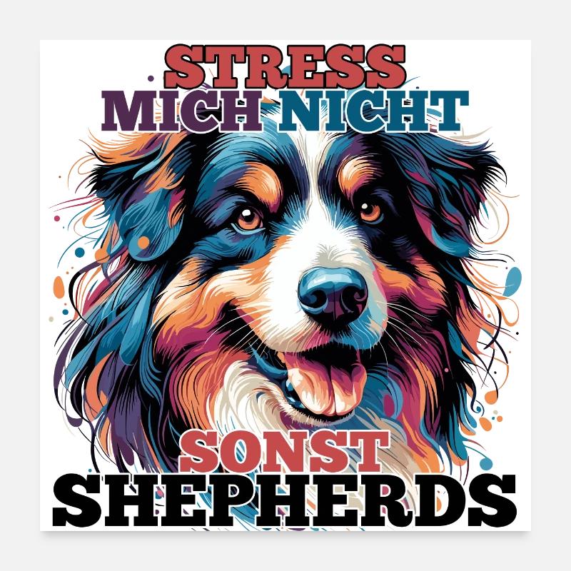 Australian Shepherd Stress mich nicht Geschenk Poster 60x60 cm