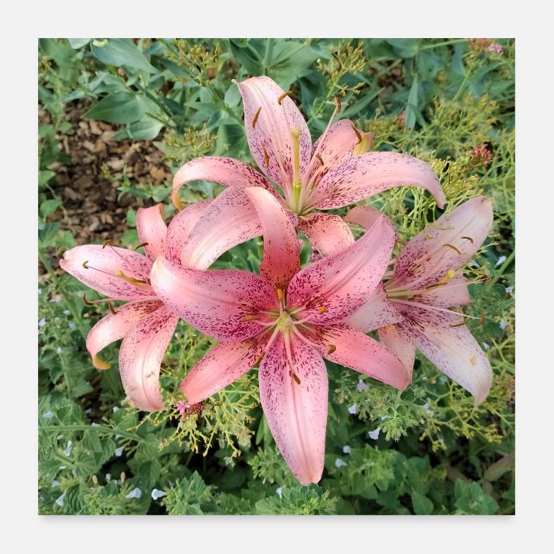 Fleurs de lys roses Poster 60 x 60 cm