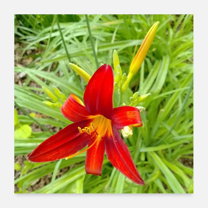 FIRE LILY Poster 24" x 24" (60x60 cm)