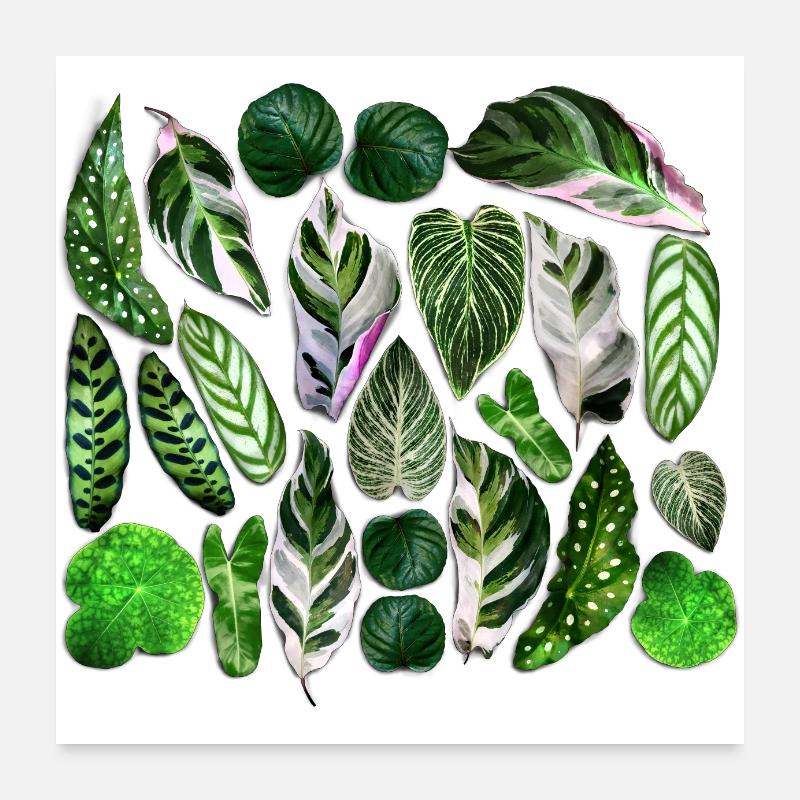 Grüne Blätter - Poster 60x60 cm - Weiß