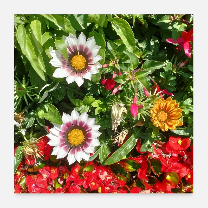 Mittagsblume – Sonnenkuss auf Lebensfreude Poster 60x60 cm