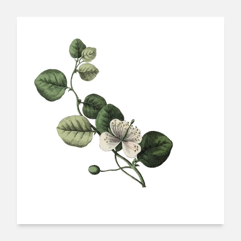 Letter C Botanical Green Poster 24" x 24" (60x60 cm)
