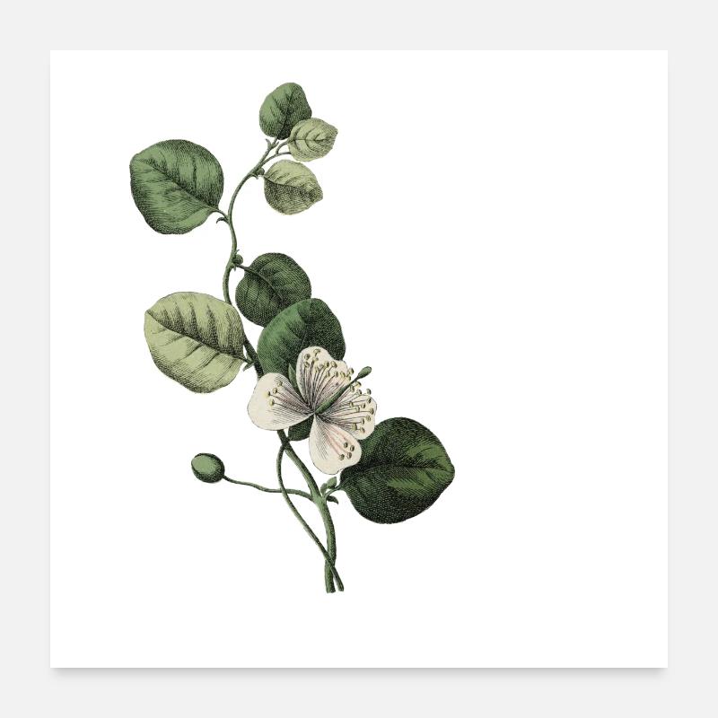Letter G Botanical Green Poster 24" x 24" (60x60 cm)