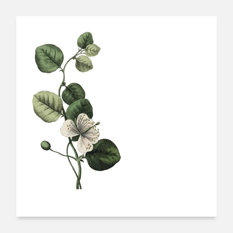 lettre K botanique vert Poster 60 x 60 cm