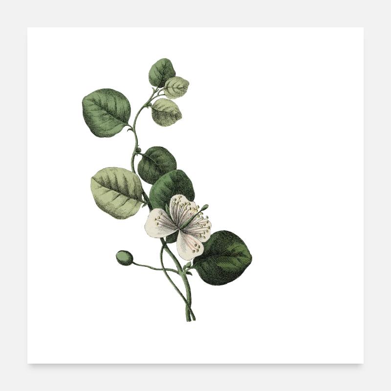 lettre m botanique vert Poster 60 x 60 cm