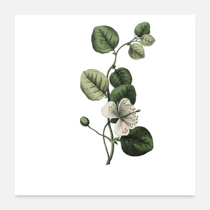 lettre u botanique vert Poster 60 x 60 cm