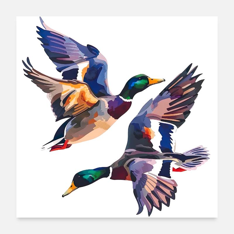 Wild duck and hunting, a controversial topic Poster 24" x 24" (60x60 cm)