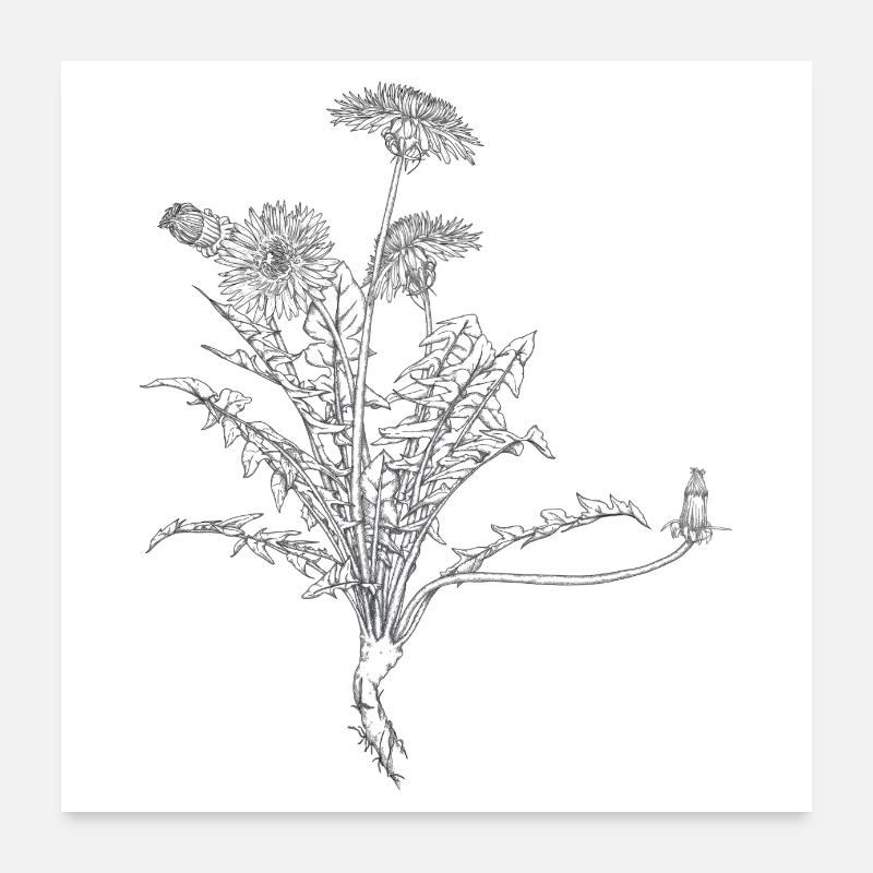 Dandelion Poster Square Poster 24" x 24" (60x60 cm)