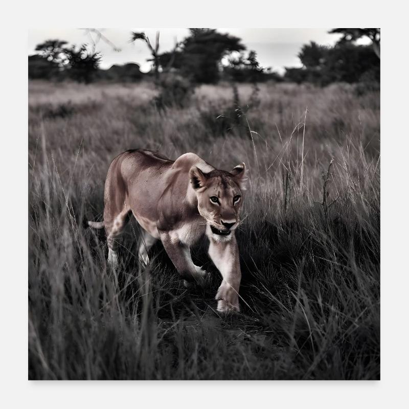 Lion Poster 24" x 24" (60x60 cm)