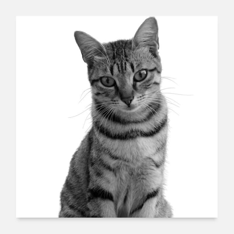 weiße Katze Katze weiß Katzen Geschenk - Poster 60x60 cm - Weiß