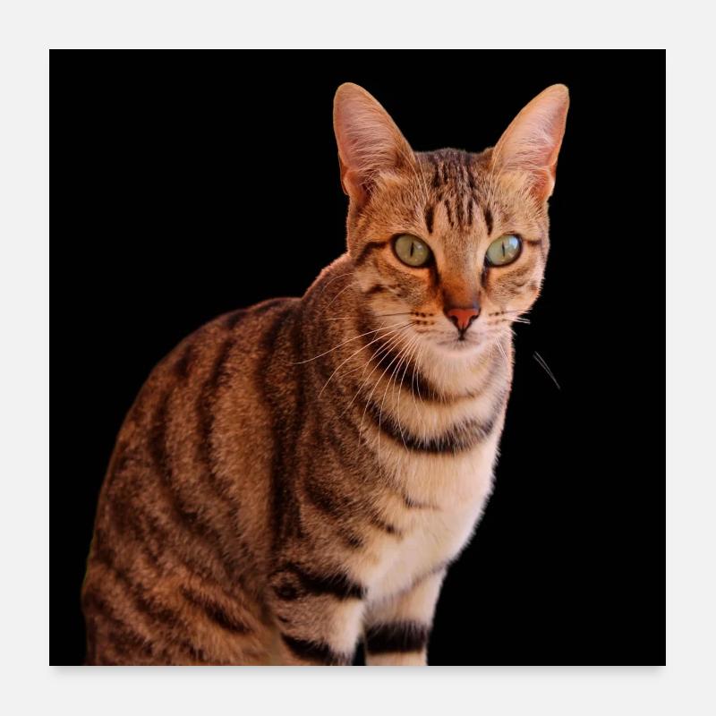Katze Katze süßes Kätzchen Poster 60x60 cm