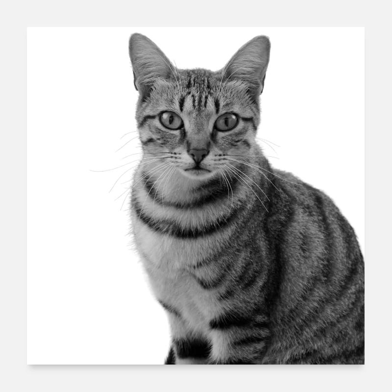 White Cat Cat White Cats Gift Poster 24" x 24" (60x60 cm)