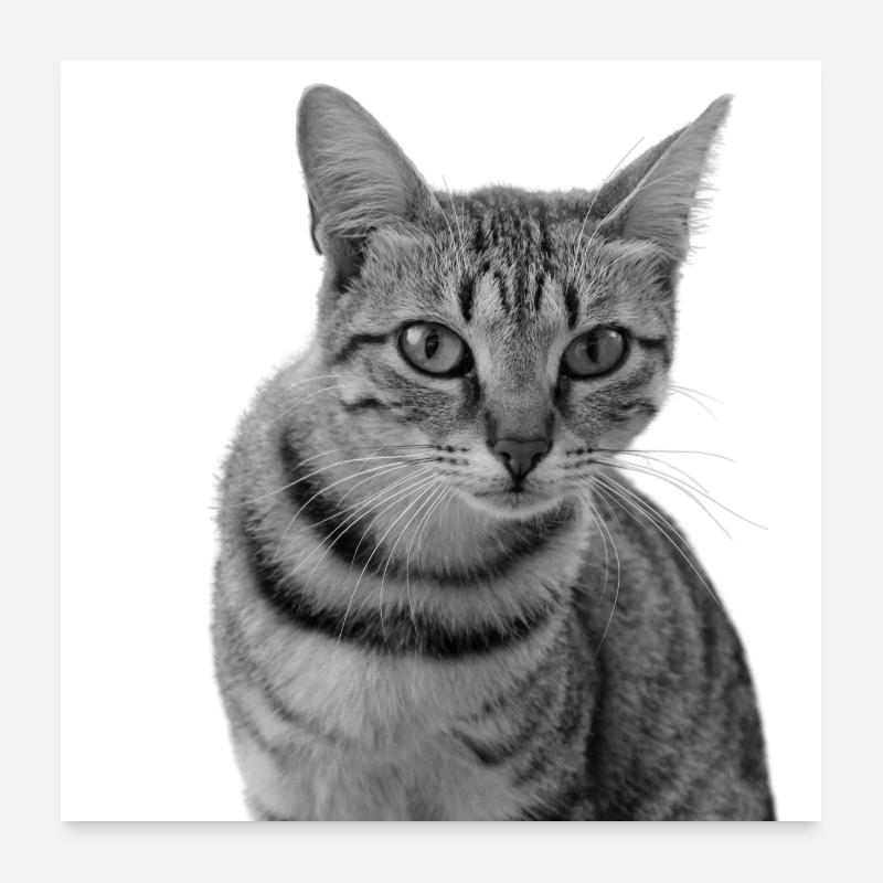 White Cat Cat White Cats Gift Poster 24" x 24" (60x60 cm)