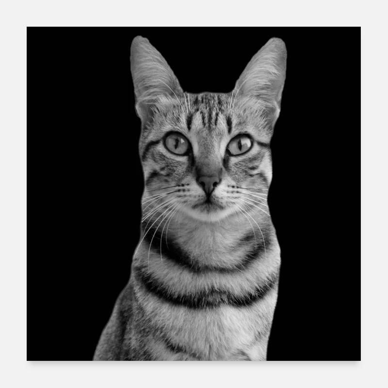 Chat blanc-noir Chat noir et blanc Poster 60 x 60 cm