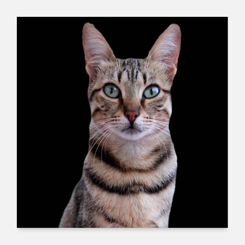 Katze Katzen Poster 60x60 cm