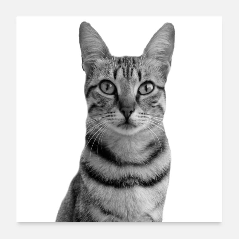 Chat blanc Chat Chat blanc Cadeau Poster 60 x 60 cm