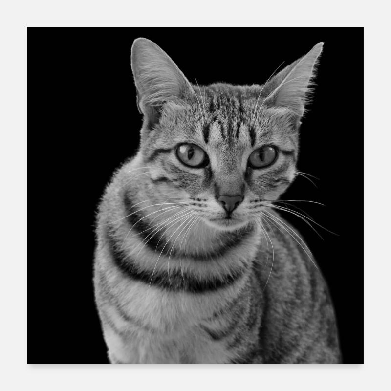 Chat blanc-noir Chat noir et blanc Poster 60 x 60 cm