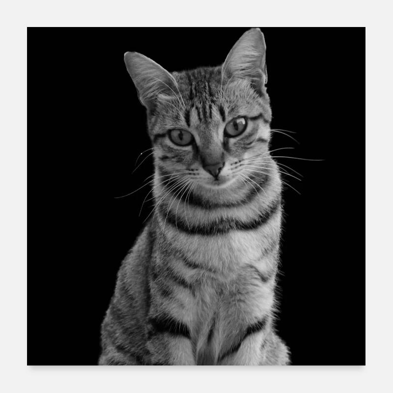 Chat blanc-noir Chat noir et blanc Poster 60 x 60 cm