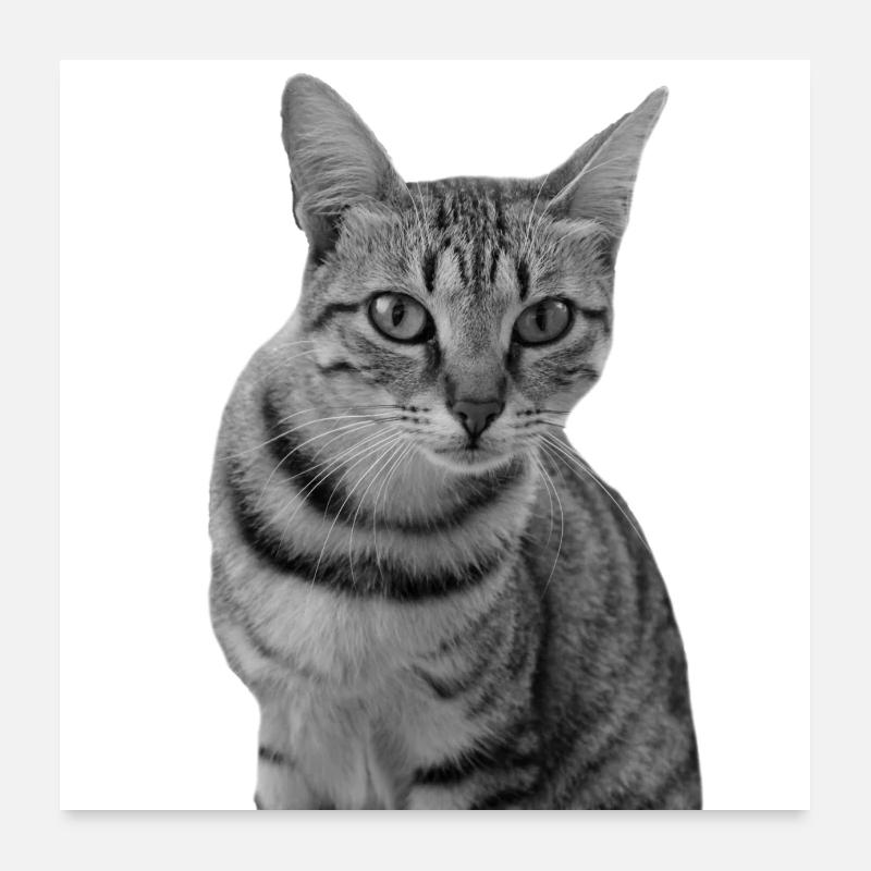 Chat blanc Chat Chat blanc Cadeau Poster 60 x 60 cm