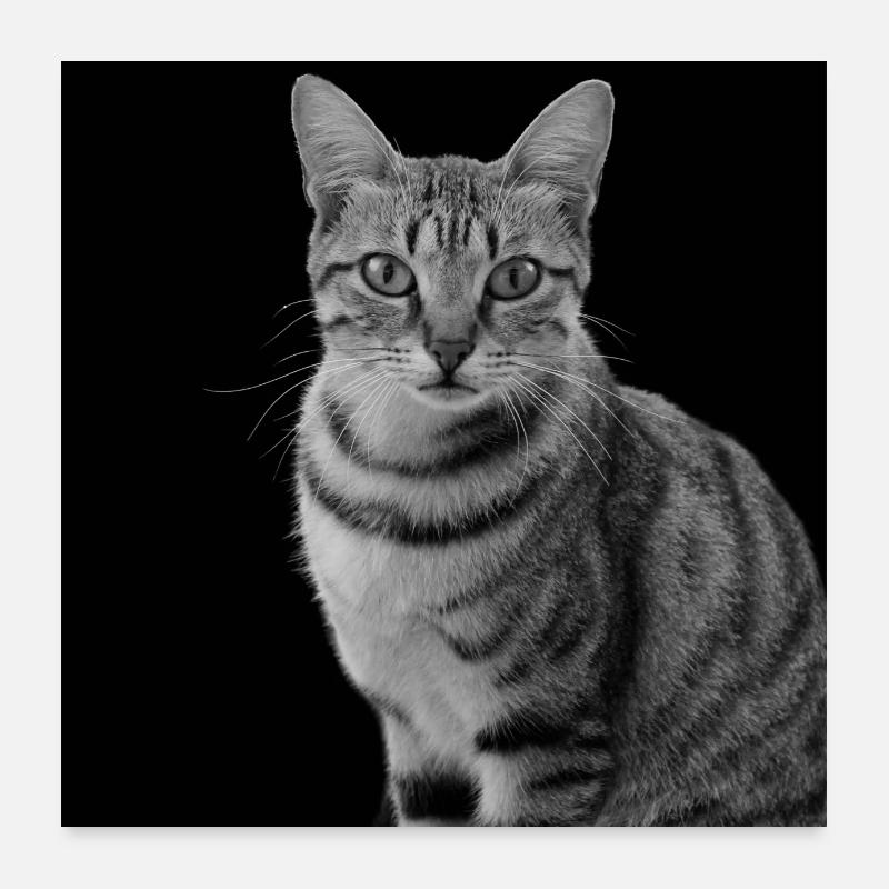 Chat blanc-noir Chat noir et blanc Poster 60 x 60 cm