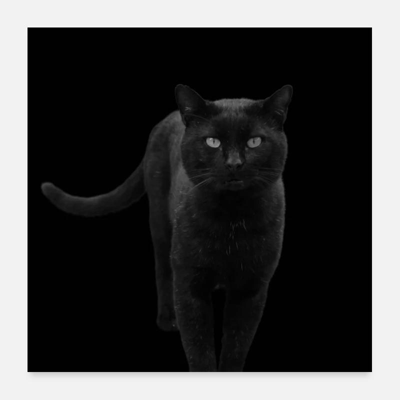 Chat noir Chat Chat Noir Chat Cadeau - Poster 60 x 60 cm - blanc