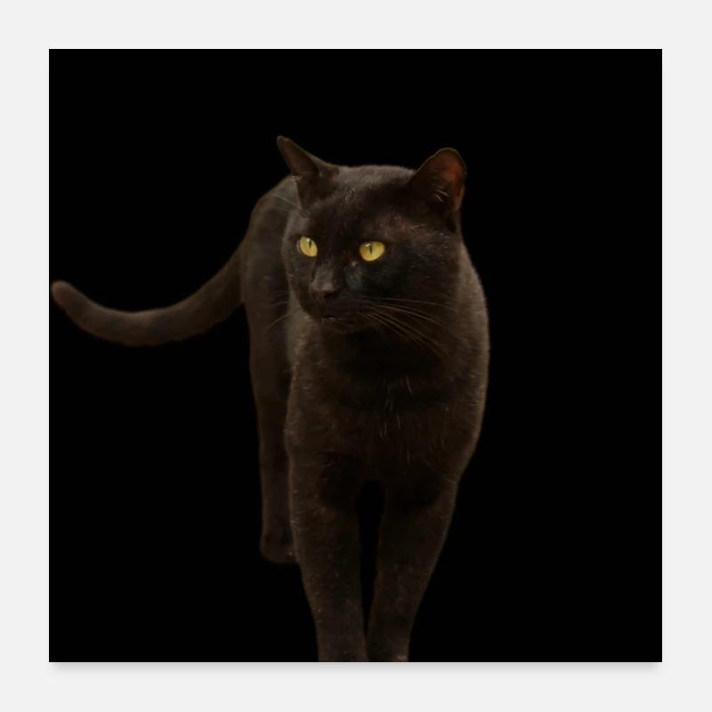 chat noir chat chaton Poster 60 x 60 cm