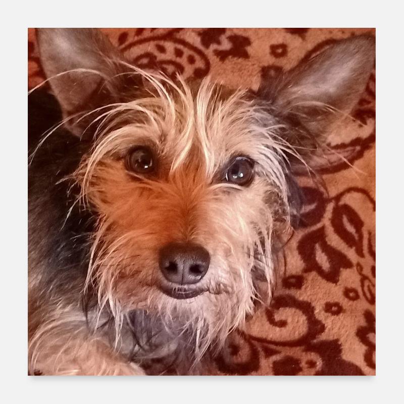 Yorkshire terrier Mischling süsser hund Poster 60x60 cm