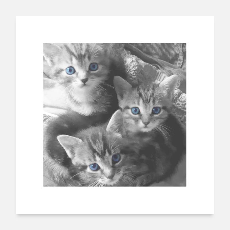 3 Petits Chatons aux Yeux Bleus - Affiche Poster 60 x 60 cm