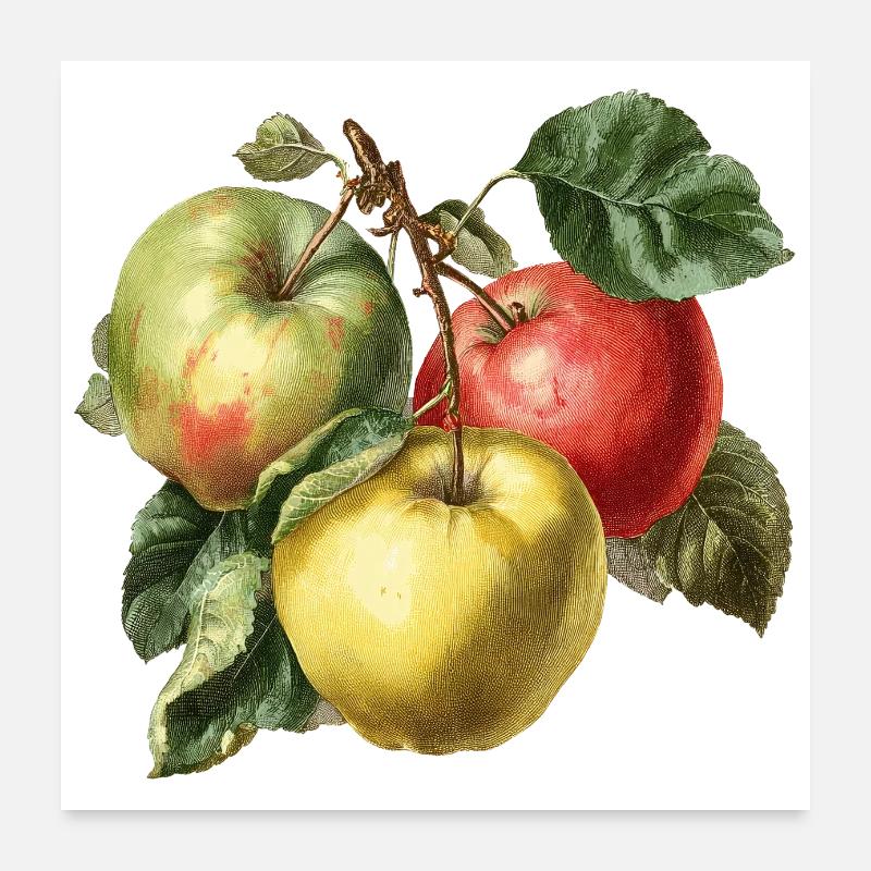 Pomme Poster 60 x 60 cm